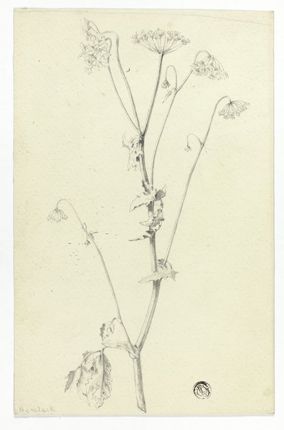 Hemlock af Unknown artist
