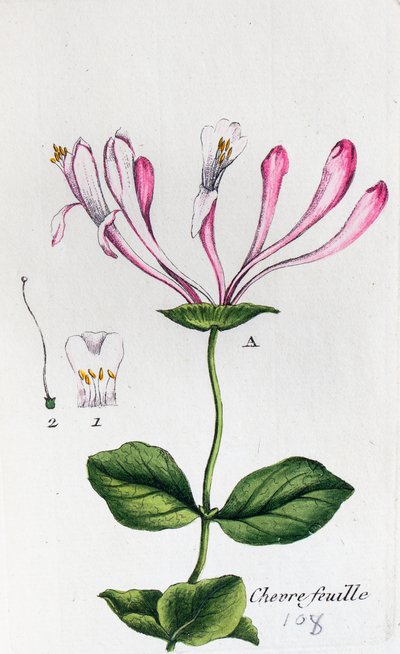 Kaprifolium af Unknown artist