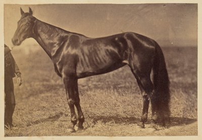 [Hest på en mark] af Unknown artist