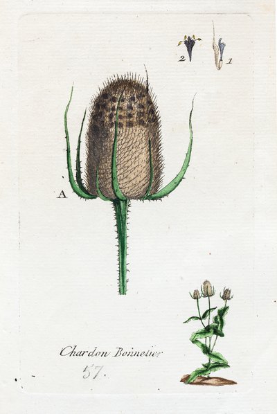 Hosier-tidsel af Unknown artist