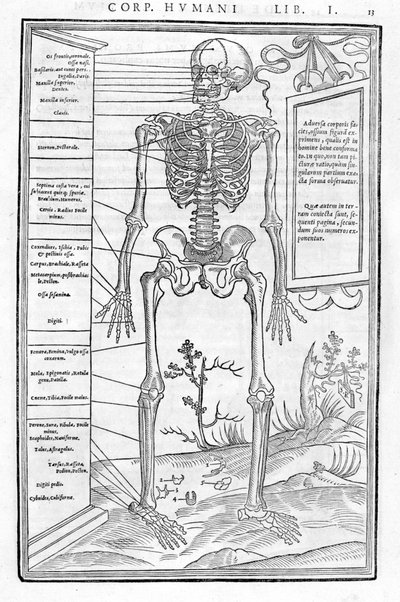 Menneskeskelet, forreste del. Anatomisk plade af "" De dissectione partium corporis humani libri tre... "" Carlo Stefano Riverio, Paris 1545 af Unknown artist