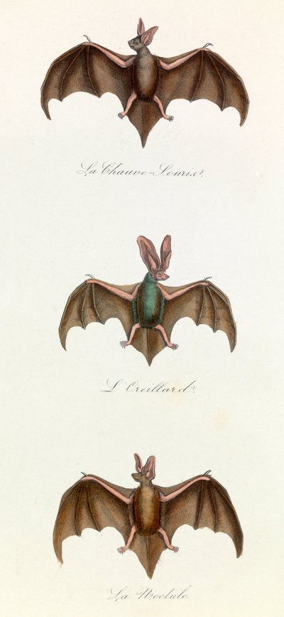 Illustration fra bogen "Buffons samlede værker": Les Quadrupedes: Flagermus (gravering) af Unknown artist