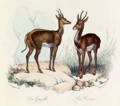 Illustration fra bogen "Buffons samlede værker": Les Quadrupedes: La gazelle et la corine (kobberstik) af Unknown artist