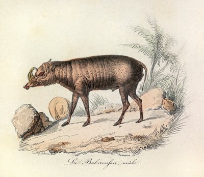 Illustration fra bogen "Buffons samlede værker": Les Quadrupedes: Le babiroussa male (gravering) af Unknown artist