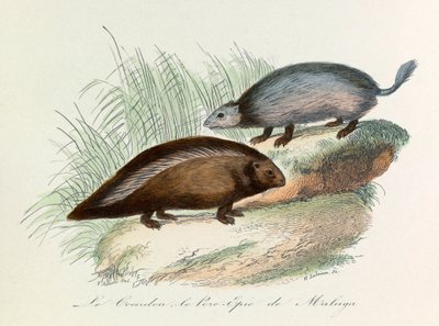 Illustration fra bogen "Buffons samlede værker": Les Quadrupedes: Le coendou et le pork epic de Malaga (kobberstik) af Unknown artist