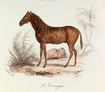 Illustration fra bogen "Buffons samlede værker": Les Quadrupedes: Le couagga (gravering) af Unknown artist