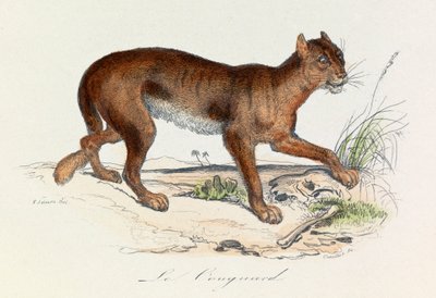 Illustration fra bogen "Buffons samlede værker": Les Quadrupedes: Le couguar (gravering) af Unknown artist
