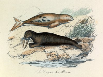 Illustration fra bogen "Buffons samlede værker": Les Quadrupedes: Le dugon et le walrus (gravering) af Unknown artist