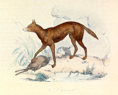 Illustration fra bogen "Buffons samlede værker": Les Quadrupedes: Sjakalen (gravering) af Unknown artist