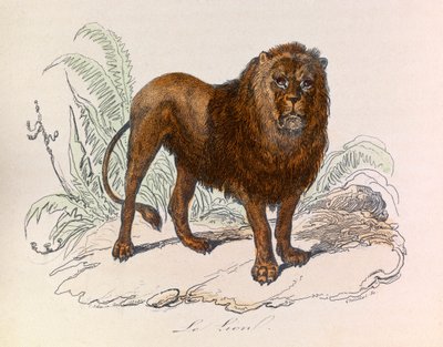 Illustration fra bogen "Buffons samlede værker": Les Quadrupedes: Le lion (gravering) af Unknown artist