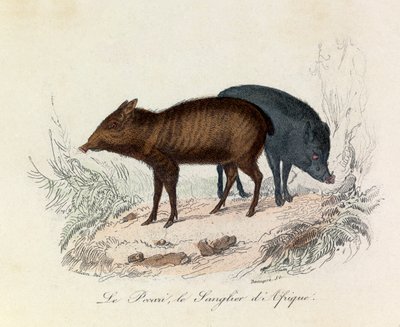 Illustration fra bogen "Buffons samlede værker": Les Quadrupedes: Le pecari et le boar d