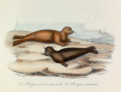 Illustration fra bogen "Buffons samlede værker": Les Quadrupedes: Le seal a snout ride et le seal (kobberstik) af Unknown artist