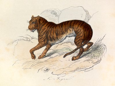 Illustration fra bogen "Buffons samlede værker": Les Quadrupedes: Le tigre (gravering) af Unknown artist