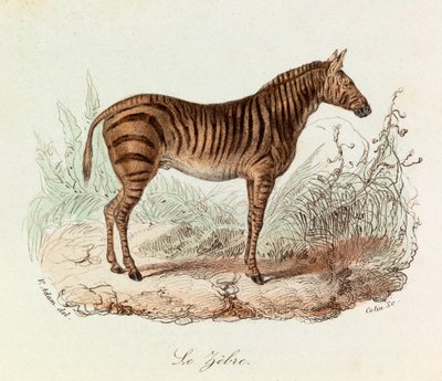 Illustration fra bogen "Buffons samlede værker": Les Quadrupedes: Le zebre (gravering) af Unknown artist