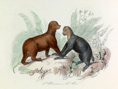 Illustration fra bogen "Buffons samlede værker": Les Quadrupedes: L