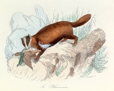 Illustration fra bogen "Buffons samlede værker": Les animaux: Grævlingen (kobberstik) af Unknown artist