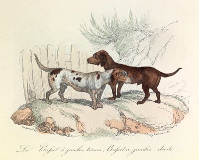 Illustration fra bogen "Buffons samlede værker": Les animaux: Le basset a torso legs et le basset a straight legs (kobberstik) af Unknown artist
