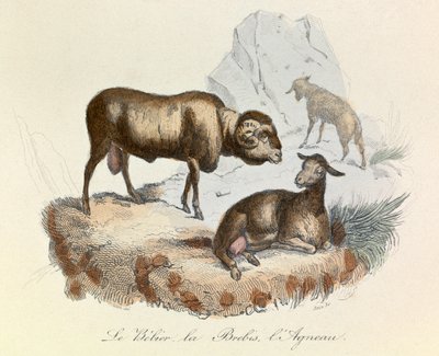 Illustration fra bogen "Buffons samlede værker": Les animaux: Le belier, la ewe et l