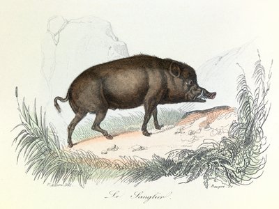 Illustration fra bogen "Buffons samlede værker": Les animaux: Vildsvinet (kobberstik) af Unknown artist