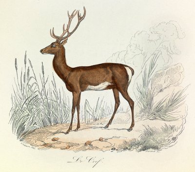 Illustration fra bogen "Buffons samlede værker": Les animaux: Le cerf (gravering) af Unknown artist