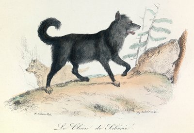 Illustration fra bogen "Buffons samlede værker": Les animaux: Le chien de Siberie (kobberstik) af Unknown artist