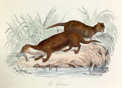 Illustration fra bogen "Buffons samlede værker": Les animaux: Les ottres (gravering) af Unknown artist
