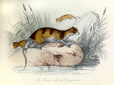 Illustration fra bogen "Buffons samlede værker": Les animaux domestiques: La otter de Guiana (gravering) af Unknown artist