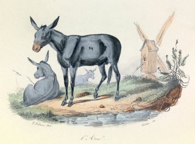 Illustration fra bogen "Buffons samlede værker": Les animaux: l