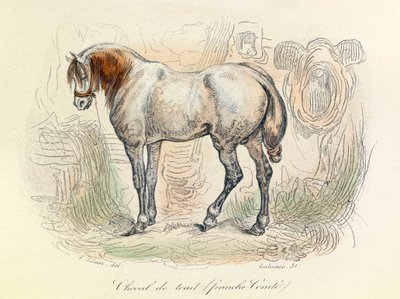 Illustration af Franc Comtois-hesten, klassificeret af Linneene og Cuvier (kobberstik) af Unknown artist