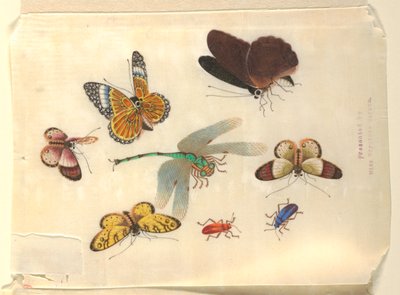 Insekter af Unknown artist
