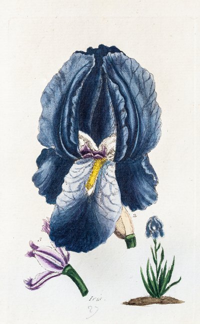 Iris af Unknown artist