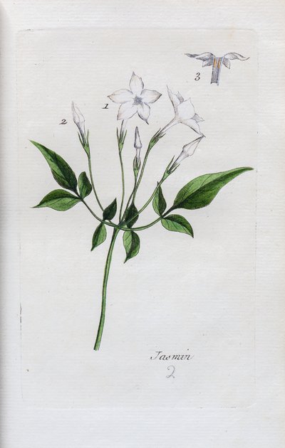 Jasmin af Unknown artist