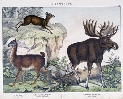Lama, elg (elg) - i "" Naturhistorier om pattedyr", red. Schreiber af Unknown artist
