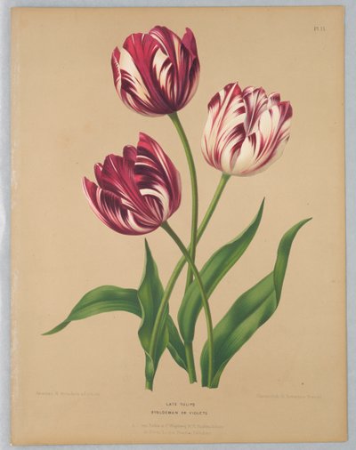 Sene tulipaner / Bybloemen eller violer af Unknown artist