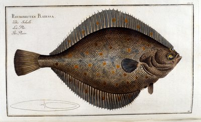 Pighvar eller Pleuronectes Platessa efter Marc Elieser Bloch Ichthyologie Paris - Berlin - London 1787 af Unknown artist