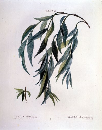 Blad af grædepil (Salix babylonica). af Unknown artist