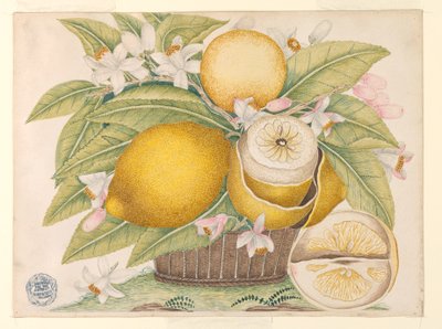 Citroner og citronblomster i en kurv af Unknown artist