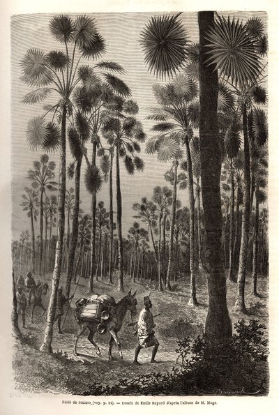 Løjtnant Mages karavane skrider frem mod Niger og krydser en skov af kæmpe palmer i provinsen Damfa, Mali. Gravering til illustration af løjtnant (Flåden) M. Mages rejse til Vestsudan i 1863-1866, offentliggjort i "Le tour du monde, nouve af Unknown artist