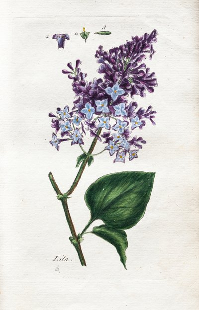 Lilla af Unknown artist