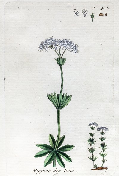 Liljekonval eller sød skovmærke af Unknown artist