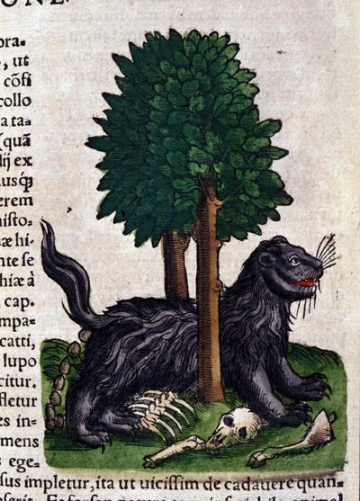 Leo i Historia Animalium af Conrad Gesner (1516 - 1565), Tiguri af Unknown artist