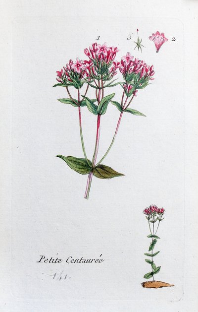Lille Centaury af Unknown artist