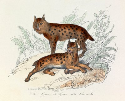 Lynx og Canada lynx, to firbenede pattedyr, klassificeret af Linneene og Cuvier (kobberstik) af Unknown artist