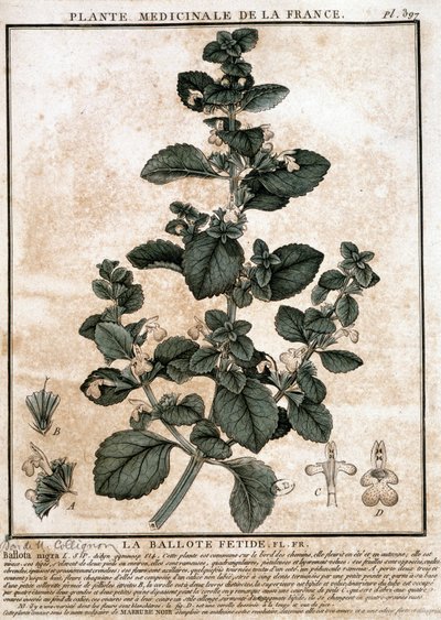 Lægeplante fra Frankrig: den stinkende belotte. af Unknown artist