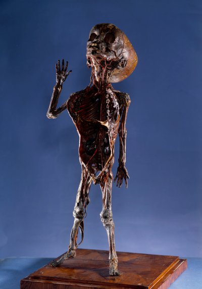 Medicin: skræl figur. 1700-tallets privatsamling af Unknown artist