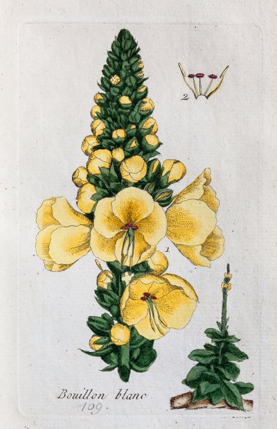 Mullein af Unknown artist