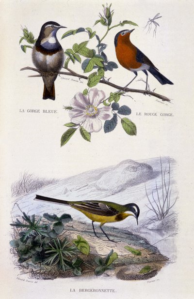 Naturhistorisk plade: Fugle: Blåhalsen (Gorge Bleue), Robin (Rouge Gorge) og vipstjerten - i “” Works of Buffon, T.5, red. Ryger Jouvet & Cie af Unknown artist