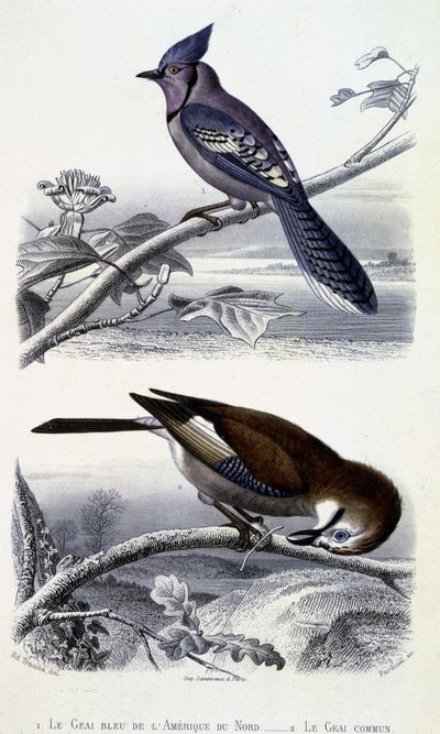Natural History Plate: Birds: The Blue Jay of North America and the Common Jay - i "" Works of Buffon, T.5, ed. Fume Jouvet & Cie af Unknown artist