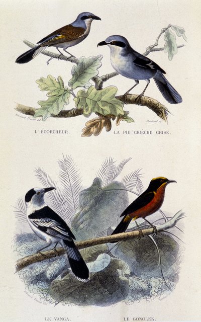 Naturhistorisk tavle: Fugle: Ecorcheuren, den grå greche-tærte, vangaen og gonoleken - i “” Works of Buffon””, T.5, red. Rygning Jouvet & Cie af Unknown artist