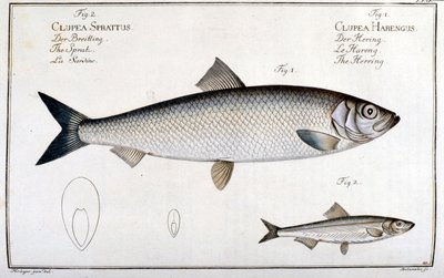 Naturhistorisk tavle: sild (1) og sardin (2) af Marc Elieser Bloch Ichtyologie Paris - Berlin - London 1787. af Unknown artist